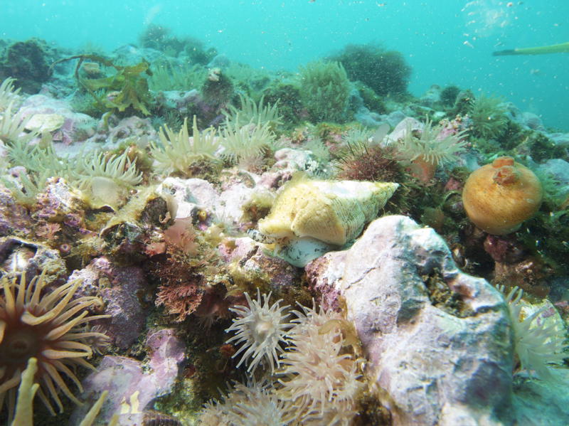 Typische Unterwasserlandschaft unterhalb von 12 Meter mit vielen Krebsen, Schnecken, Seeanemonen (Bild von Marco Oudshoorn)